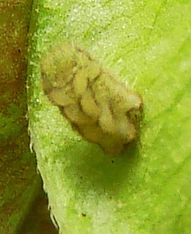 Ka-Silver-bandedHairstreak-eggDay-10-cat-Day-6-3mm-1343-3hr10-12-08.jpg