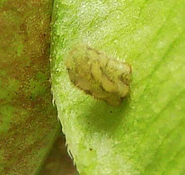 Kc-Silver-bandedHairstreak-eggDay-10-cat-Day-6-3mm-1343-20hr10-12-08.jpg