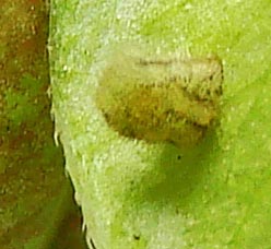 Kd-Silver-bandedHairstreak-eggday-10-cat-Day-6-3mm-1343-30hr10-12-08.jpg