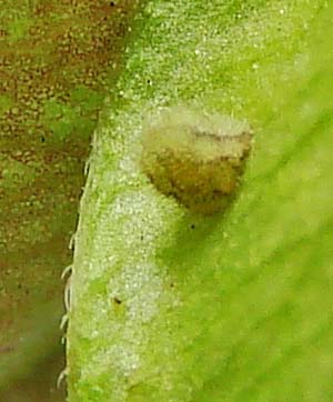 Ke-Silver-bandedHairstreak-eggDay-10-cat-Day-6-3mm-1343-40hr10-12-08.jpg