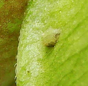 Kf-Silver-bandedHairstreak-eggDay-10-cat-Day-6-3mm-1343-50hr10-12-08.jpg