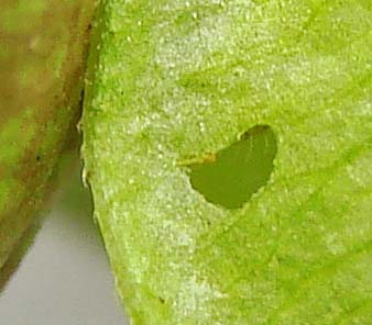 Kg-Silver-bandedHairstreak-eggDay-10-cat-Day-6-3mm-1344hr10-12-08.jpg